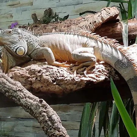 Pickenhan * Scheidegg